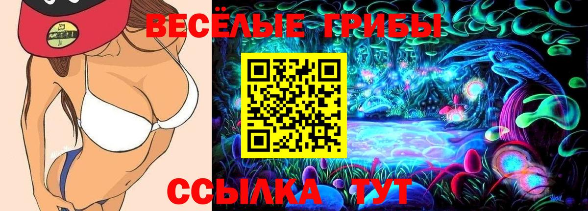 Псилоцибиновые грибы Psilocybine cubensis Великий Устюг
